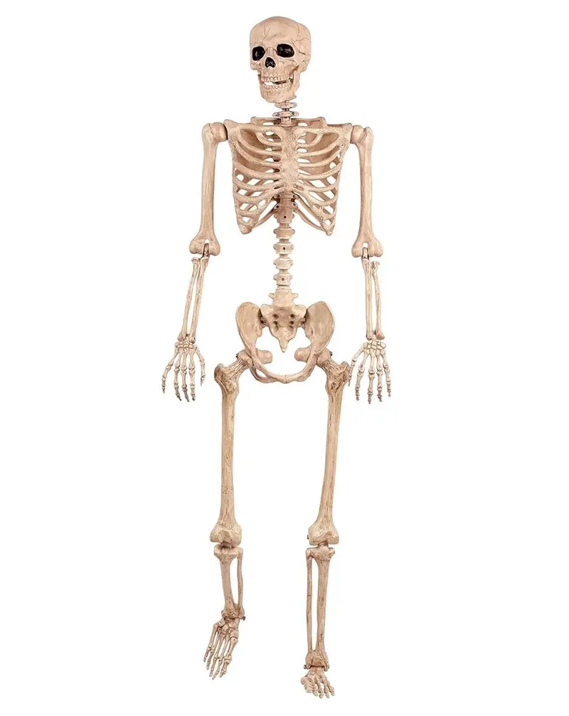 Crazy Bonez 5-Foot Life-Size Poseable Skeleton – Articulated Joints For Display Or Fun 1